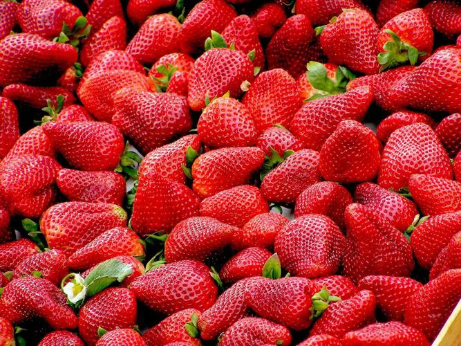 Immagine - Fragole