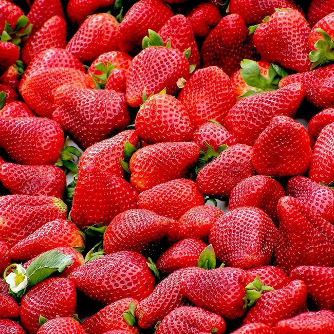 Fragole
