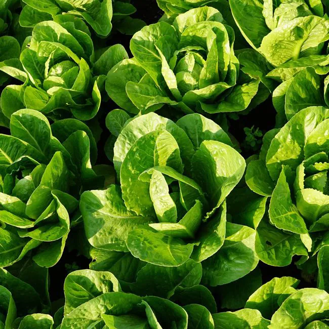 Insalata mista