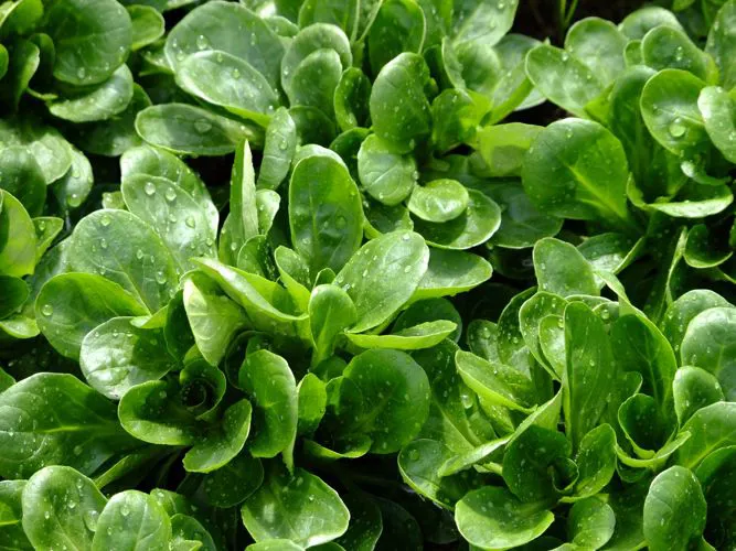 Immagine - Insalatina da taglio