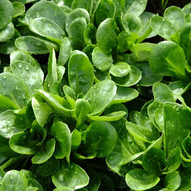 Insalatina da taglio