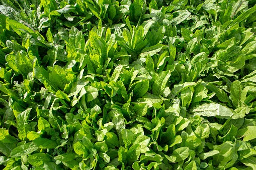 Immagine - Radicchio da campo