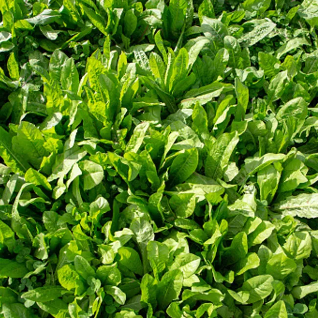 Radicchio da campo