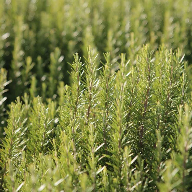 Rosmarino