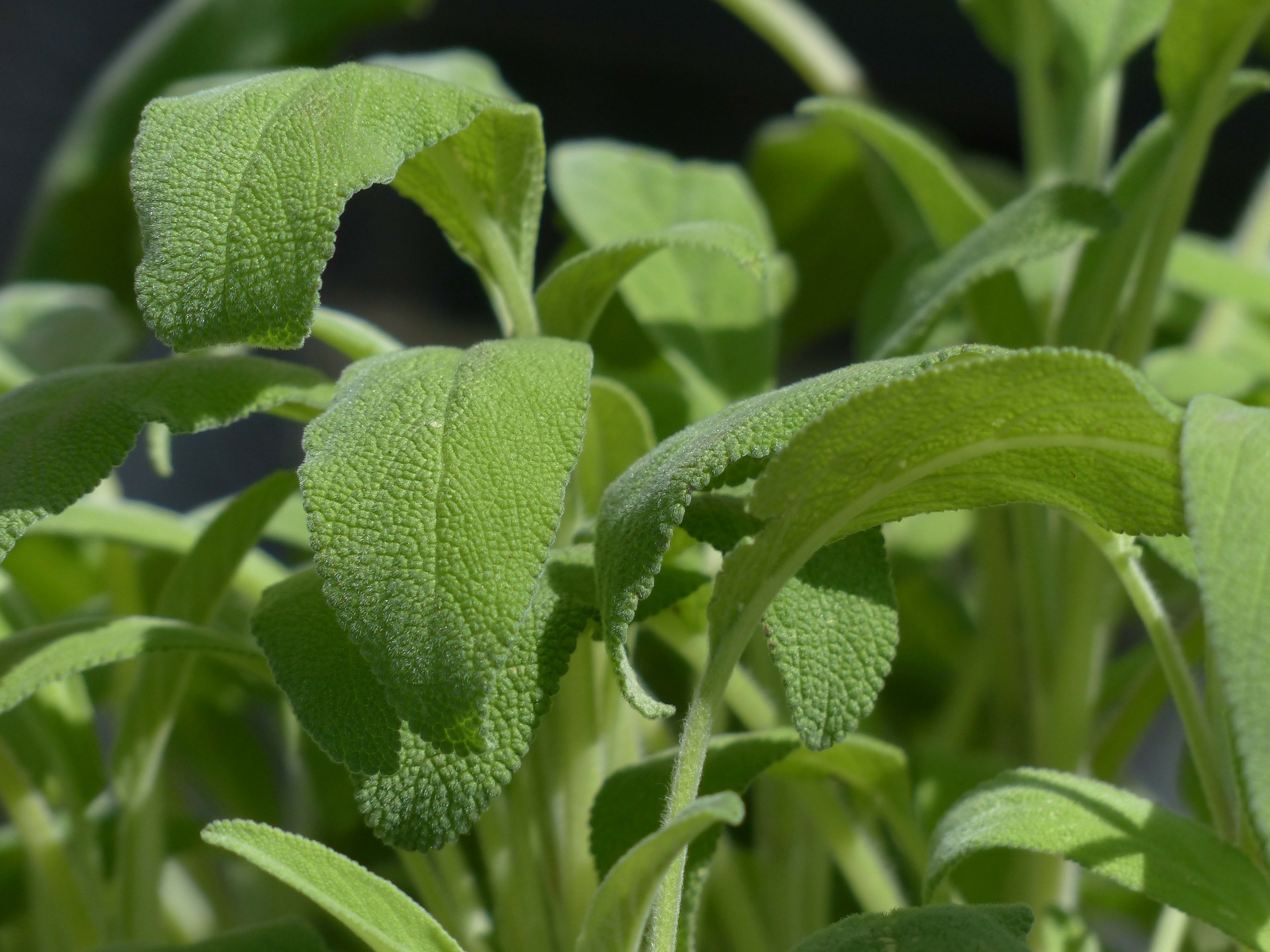 Immagine - Salvia