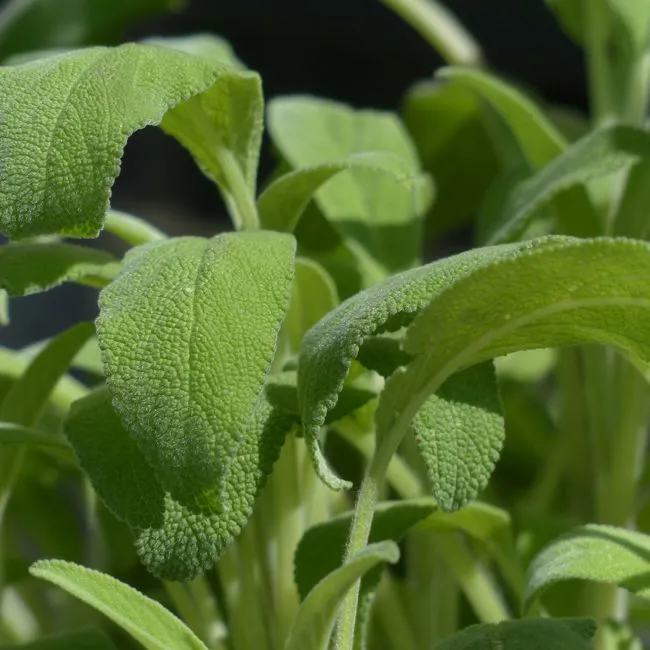 Salvia