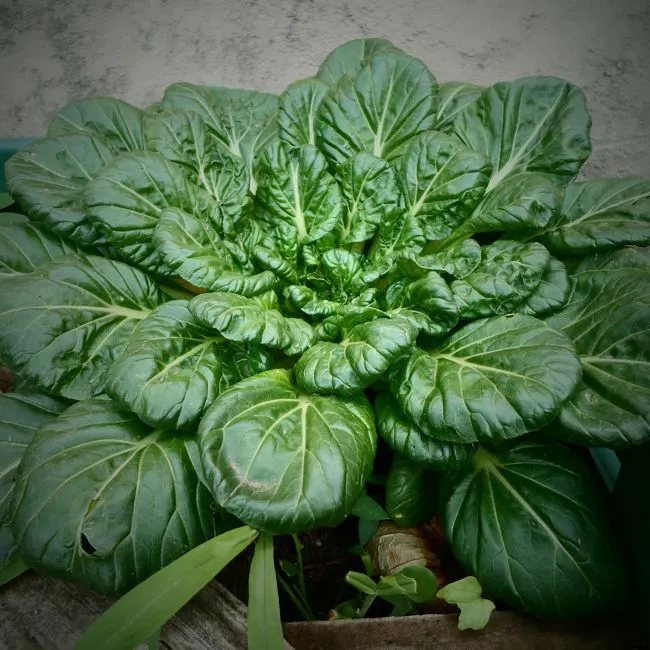 Spinaci