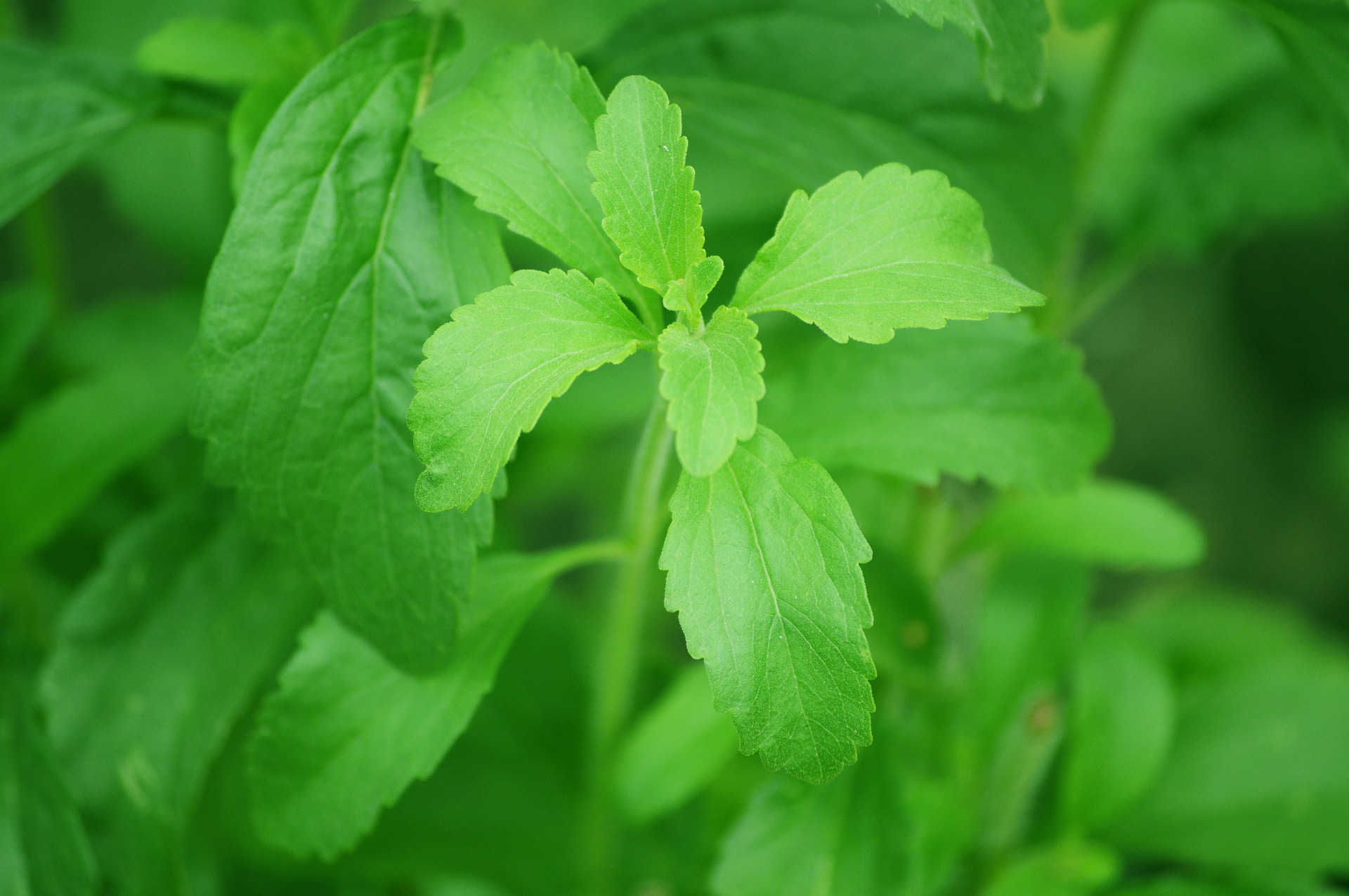 Immagine - Stevia