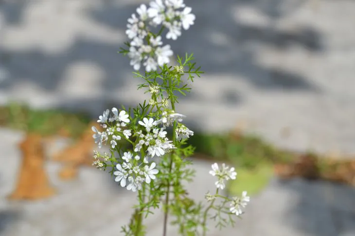 Immagine - Coriandolo
