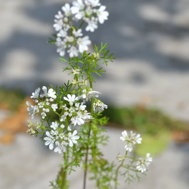Coriandolo