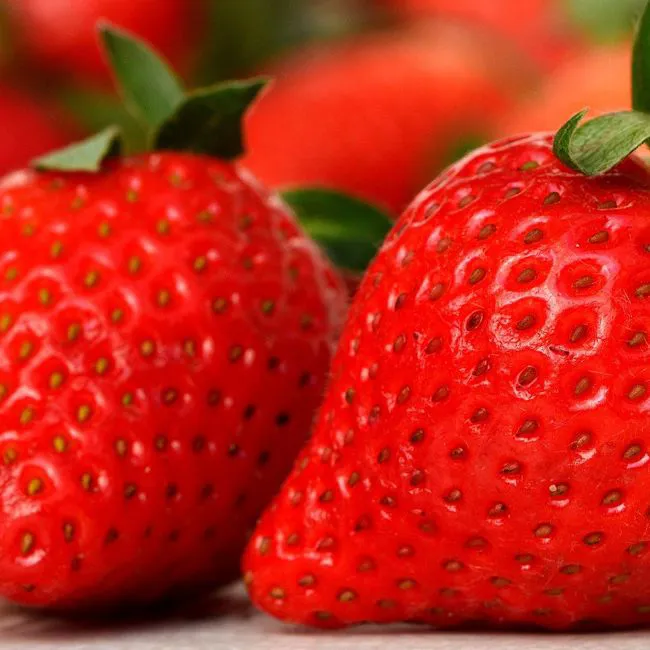 Fragole