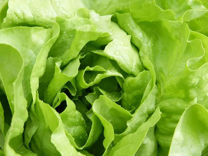 Immagine - Insalate miste