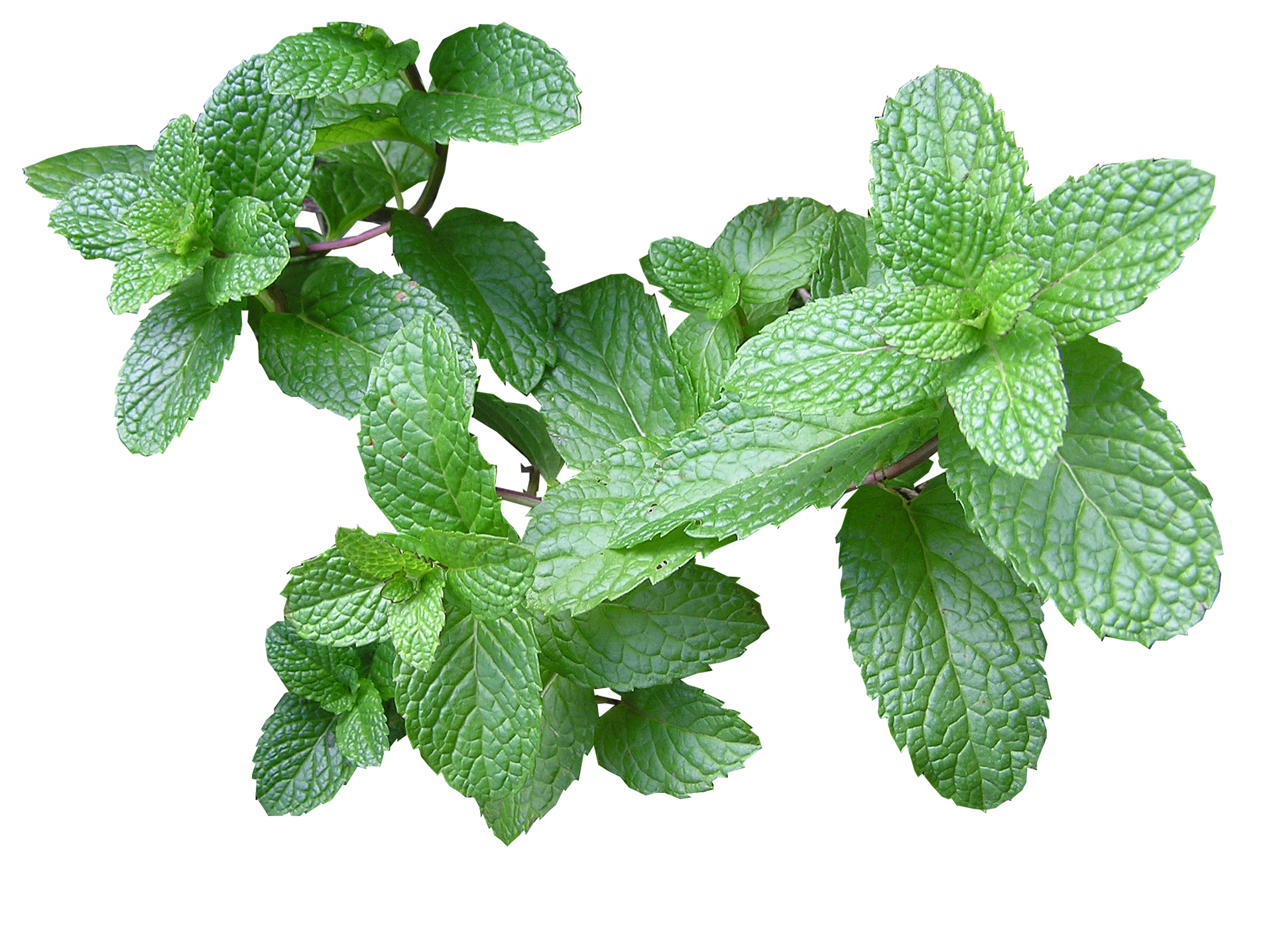 Immagine - Menta