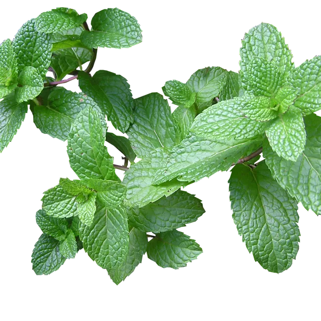 Menta