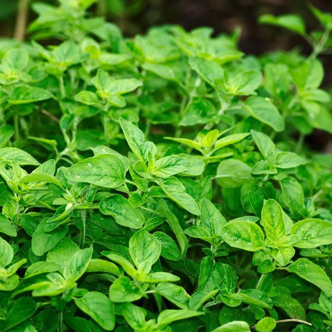 Origano