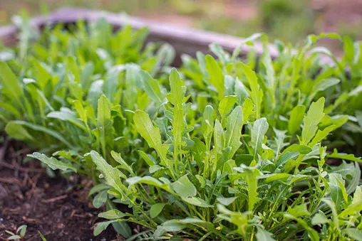 Immagine - Rucola
