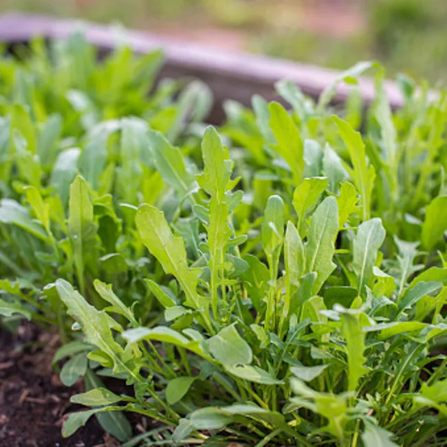 Rucola