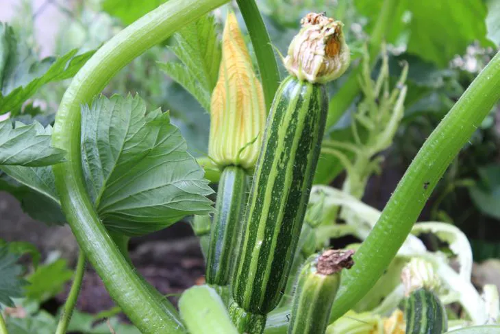 Immagine - Zucchine