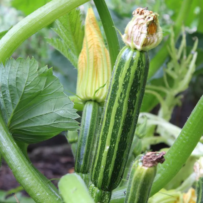 Zucchine