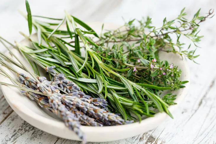 Immagine - Erbe aromatiche