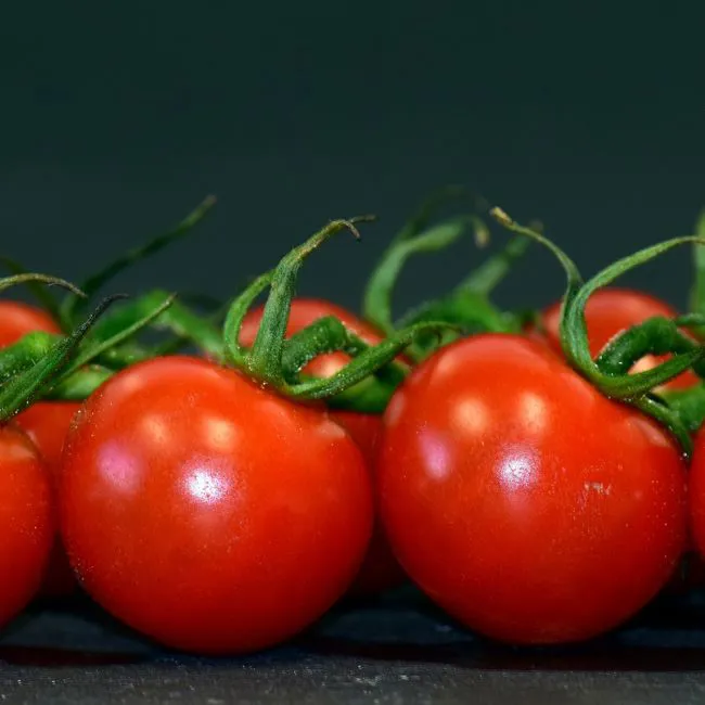 Pomodoro tondo