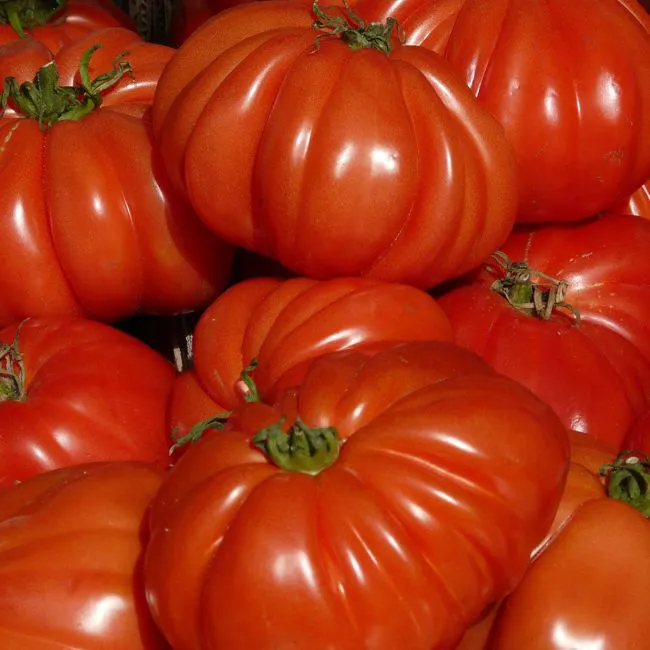 Pomodoro cuor di bue