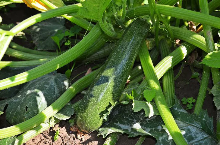 Immagine - Zucchine