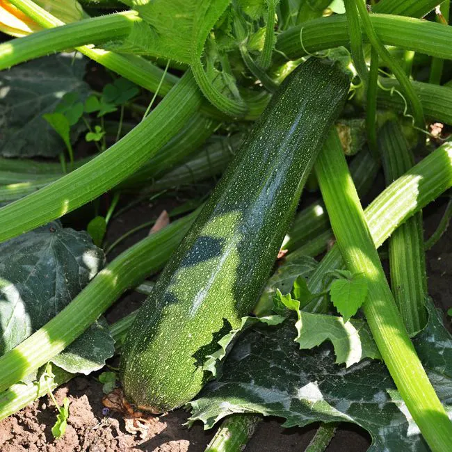 Zucchine